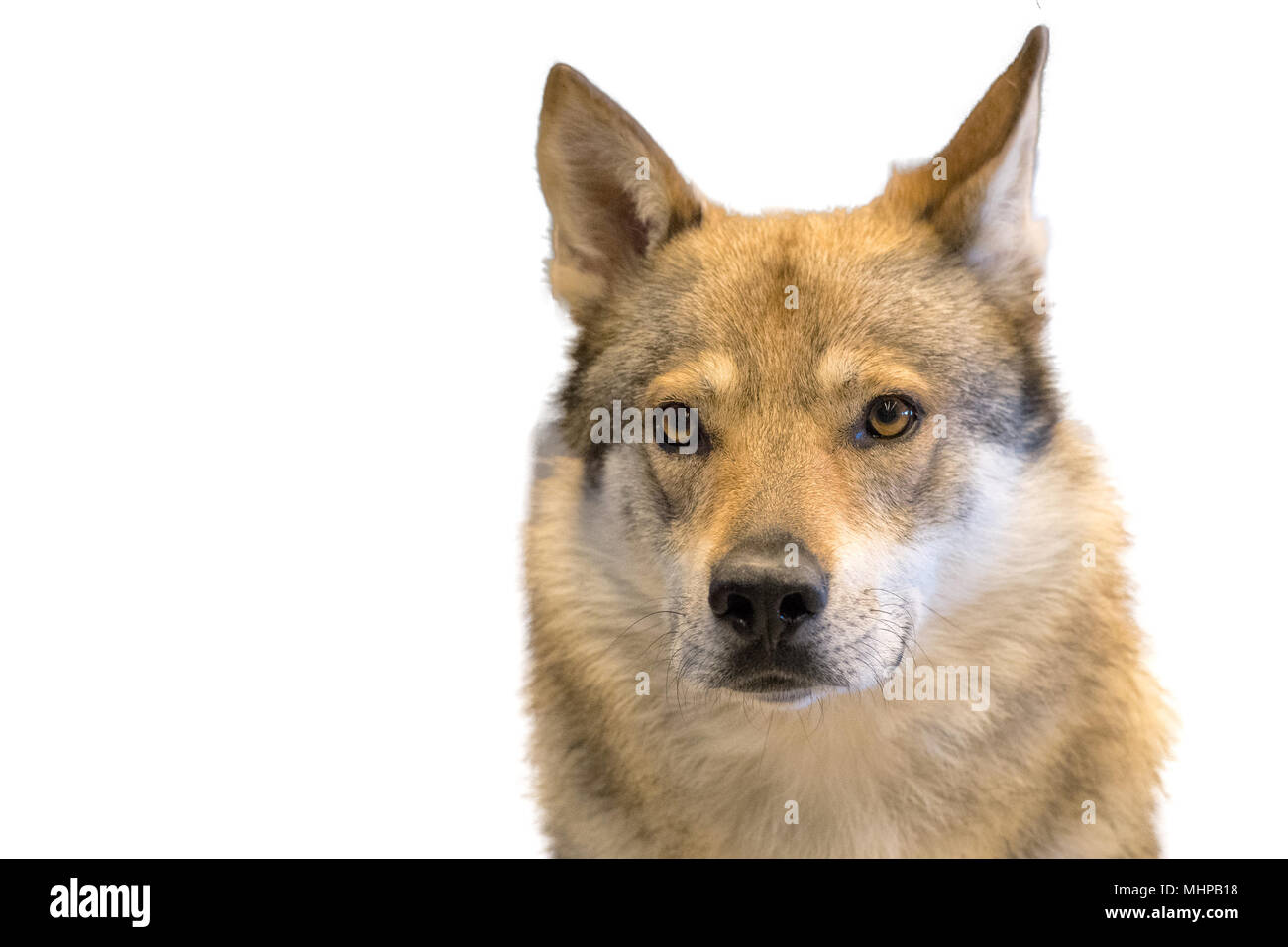czech wolf dog portrait isolated on white background while looking at you Stock Photo