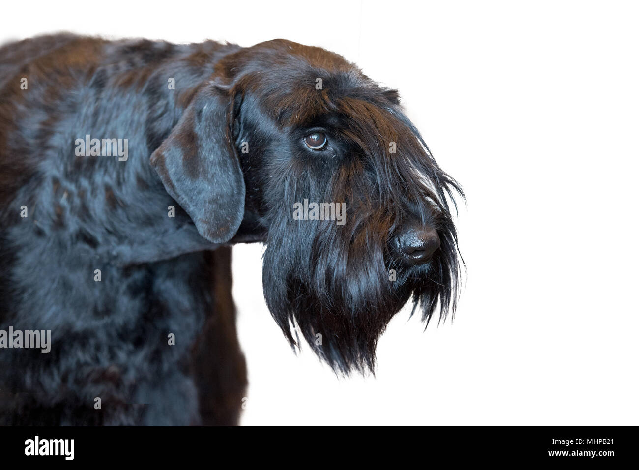 Schnauzer dog black portrait isolated on white background Stock Photo