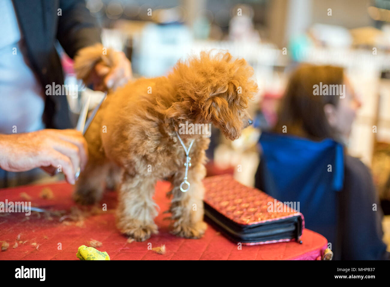 dog while being groomed at international dog show Stock Photo