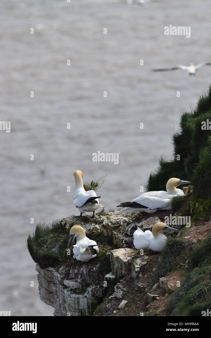 Stealing nesting material from a neighbouring nest. Gannet at Bempton Cliffs, Yorkshire UK Stock Photo