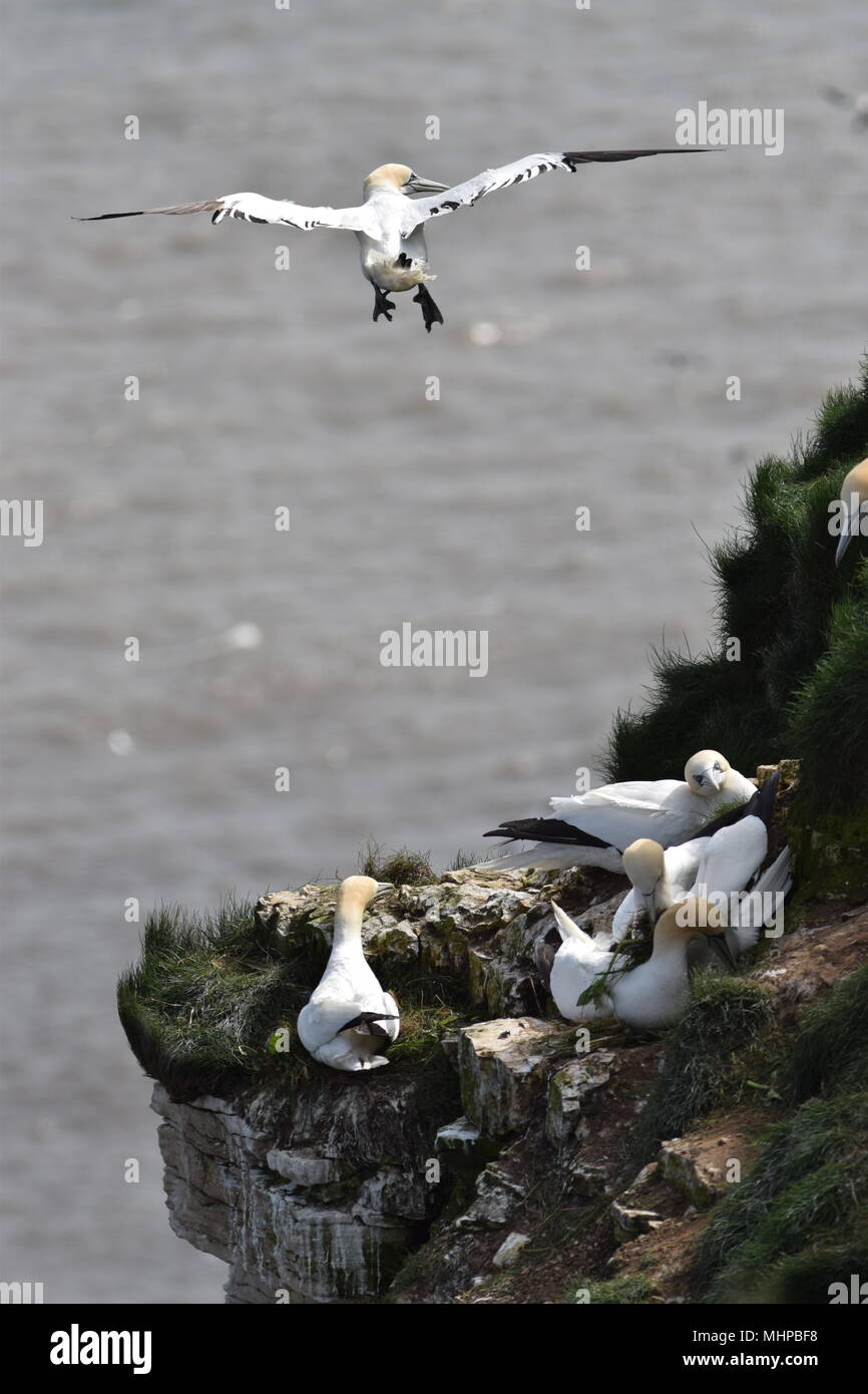 Stealing nesting material from a neighbouring nest. Gannet at Bempton Cliffs, Yorkshire UK Stock Photo