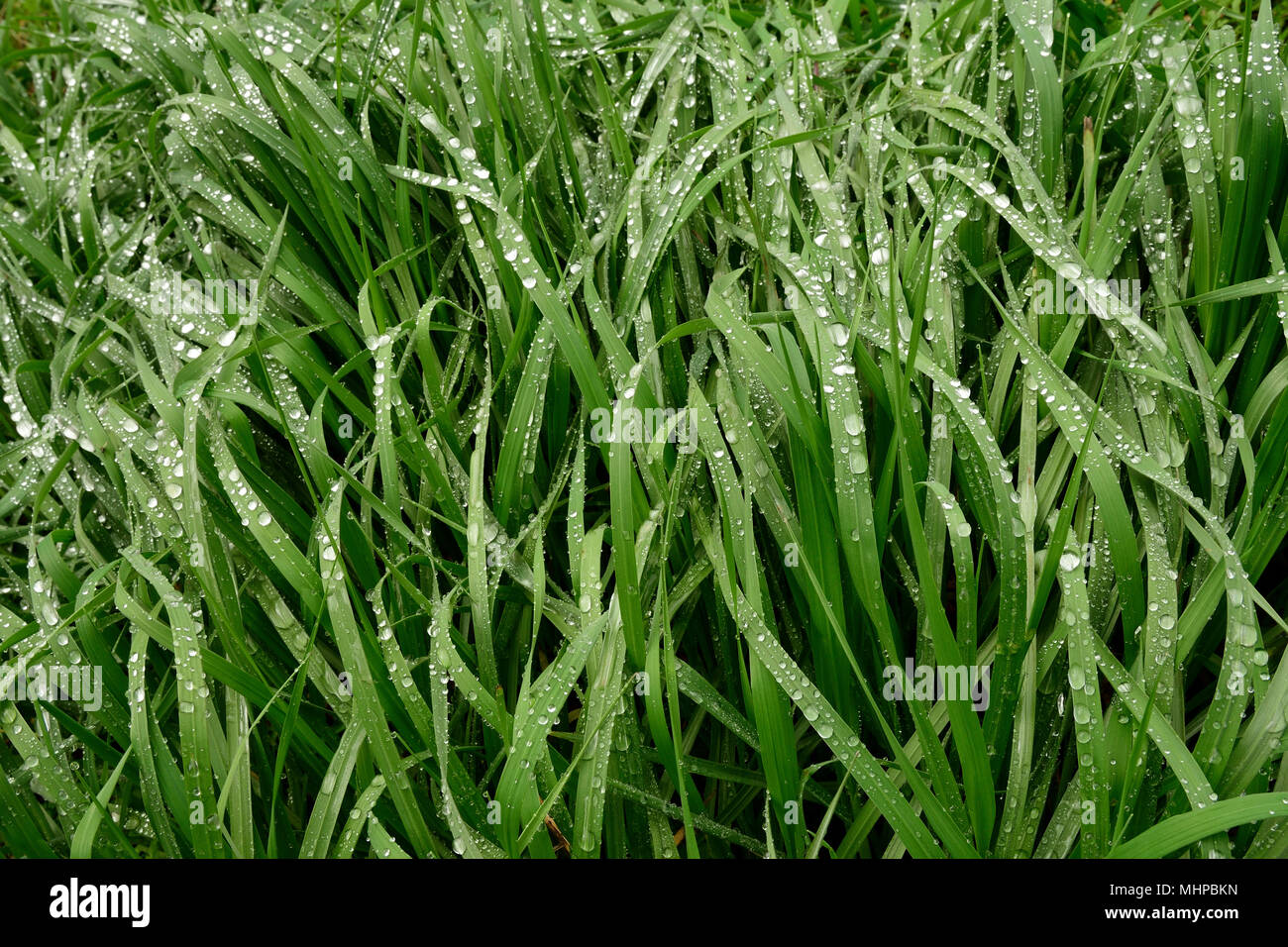 Dew covers the grass Stock Photo