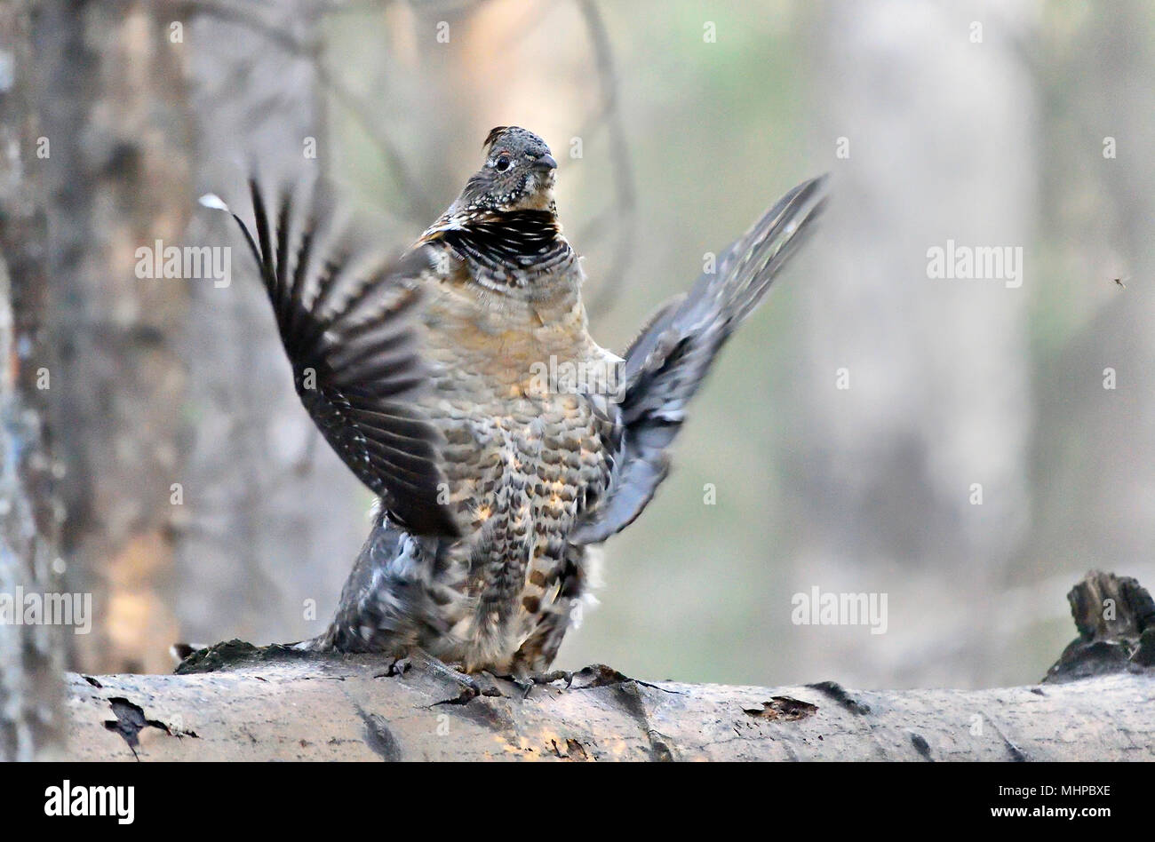 A male ruffed grouse (Bonasa umbellus); drumming on his brest to try to attract a mate in the dark forest of Alberta Canada. Stock Photo