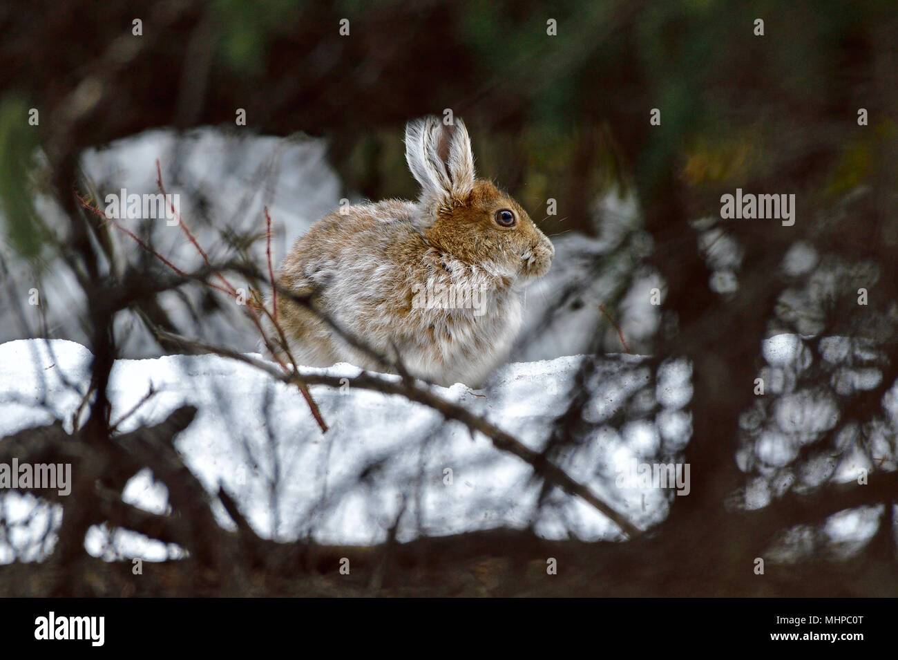 A snowshoe hare (Lepus americanus); that is changing fur color hiding