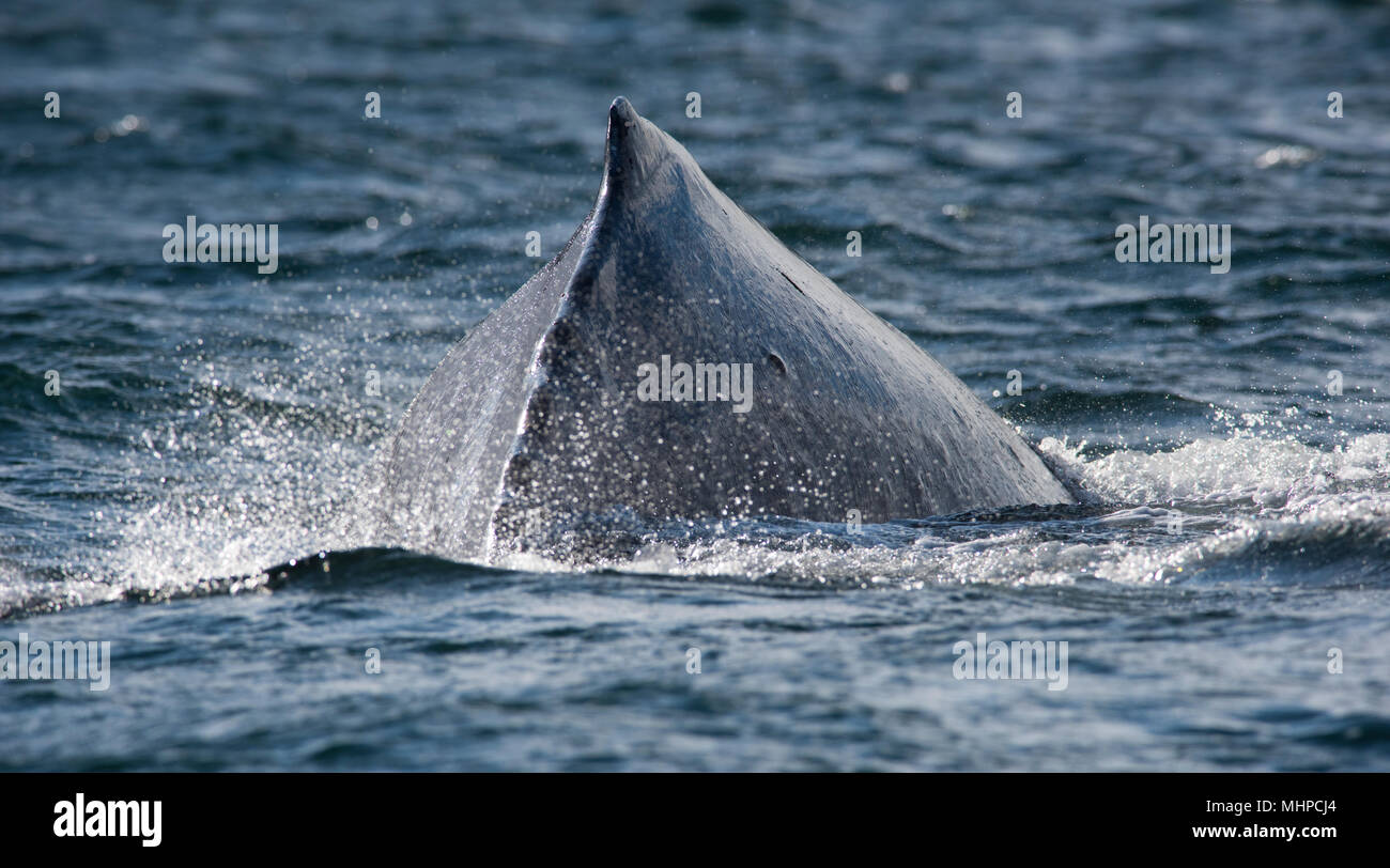 HumpBack Whale (Megaptera novaeangliae) breaching in British Columbia Canada Stock Photo