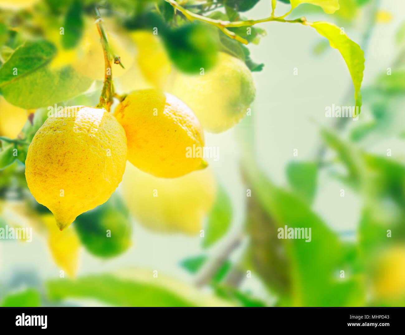 nging Lemon Fruits in Lemon garden of Sorrento with summer blue sky ...
