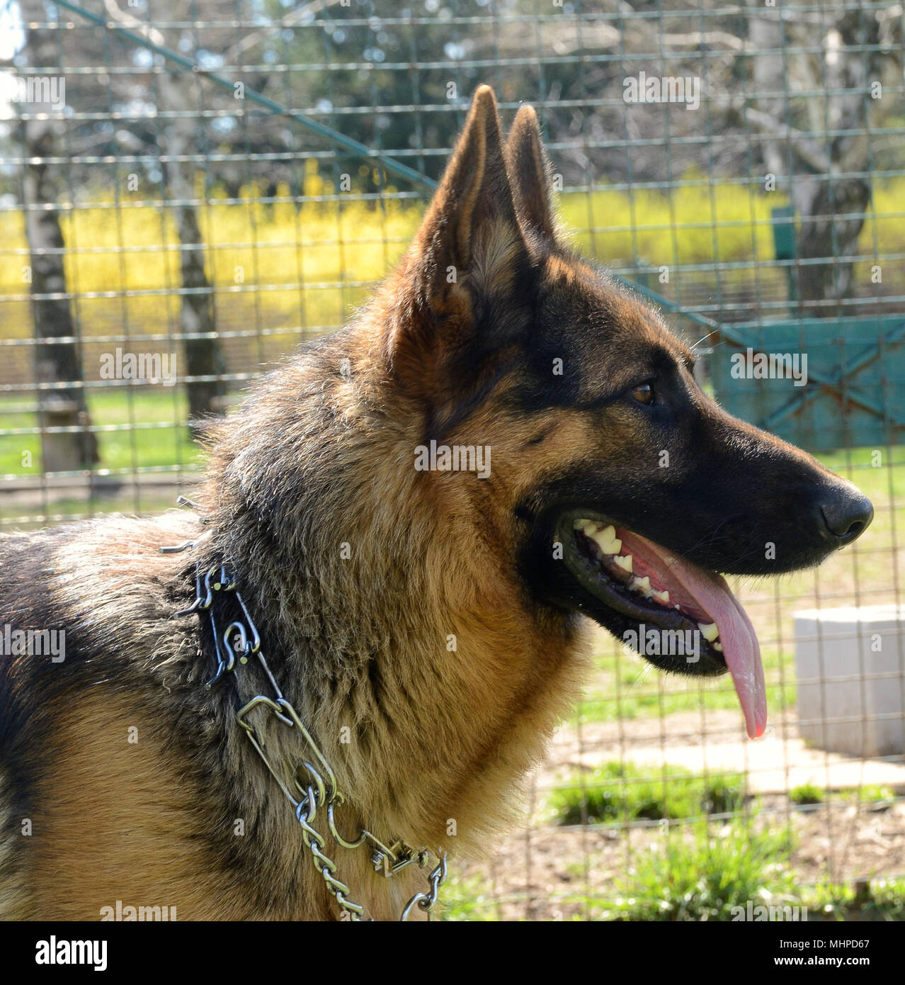 close up profile of german shepherd dog Stock Photo