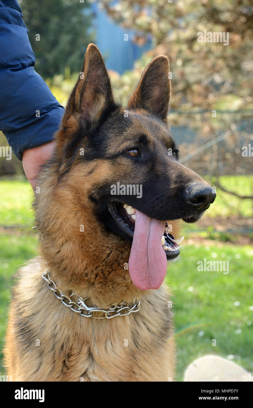 close up of german shepherd dog Stock Photo