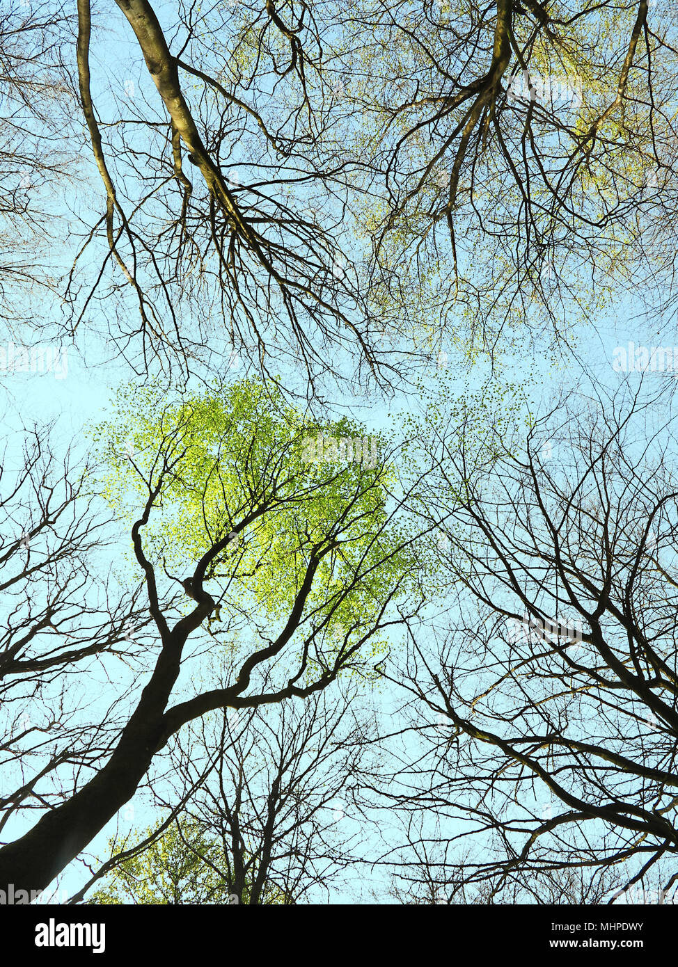 Beech trees silhouette Stock Photo - Alamy