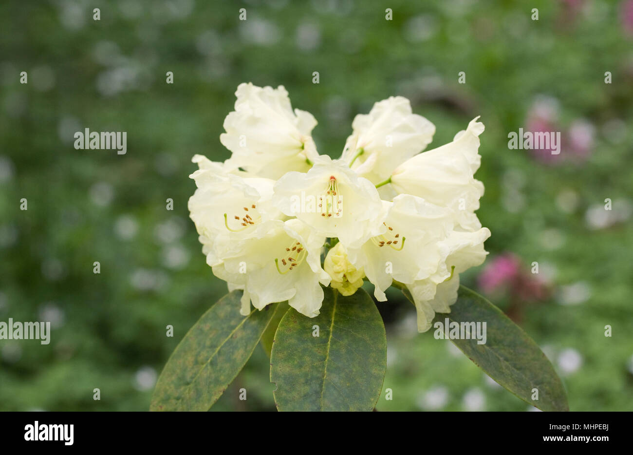 Rhododendron 'Beatrice Keir' flowers. Stock Photo