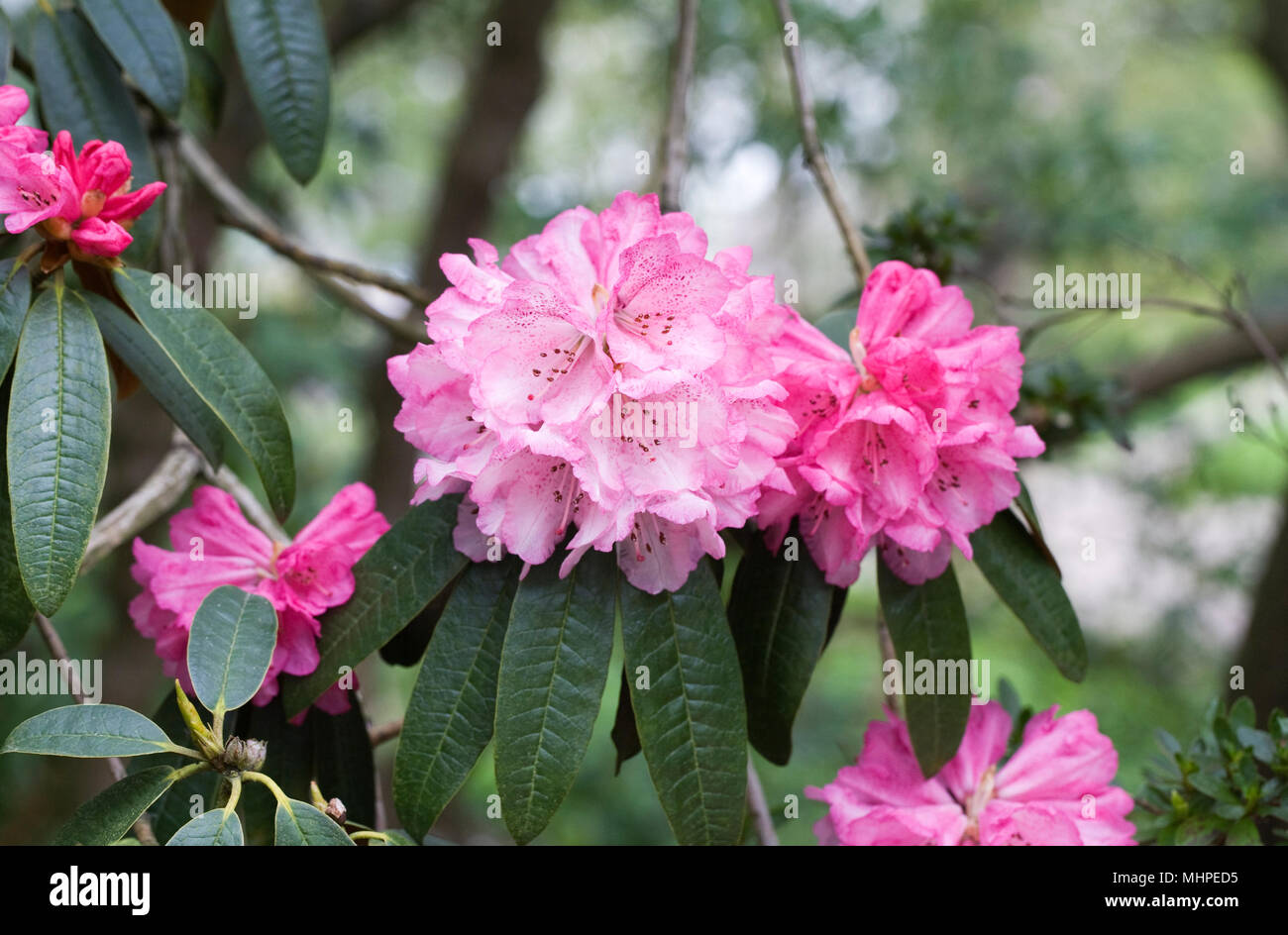 Rhododendron taliense flowers. Stock Photo