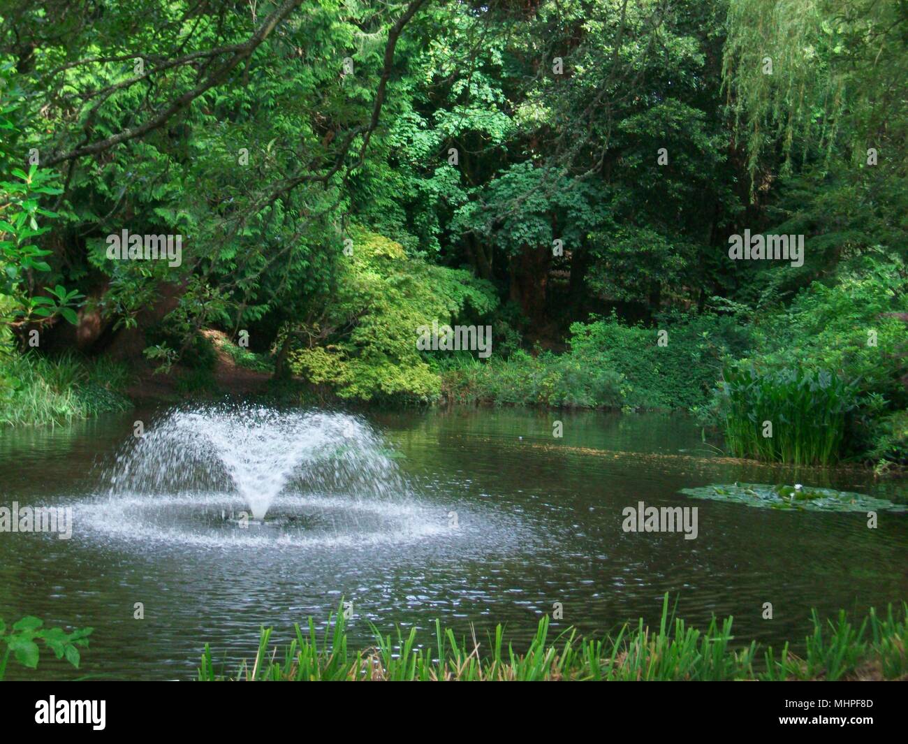 Reed Pond, Stratharn Campus, Exeter University grounds, summer 2017