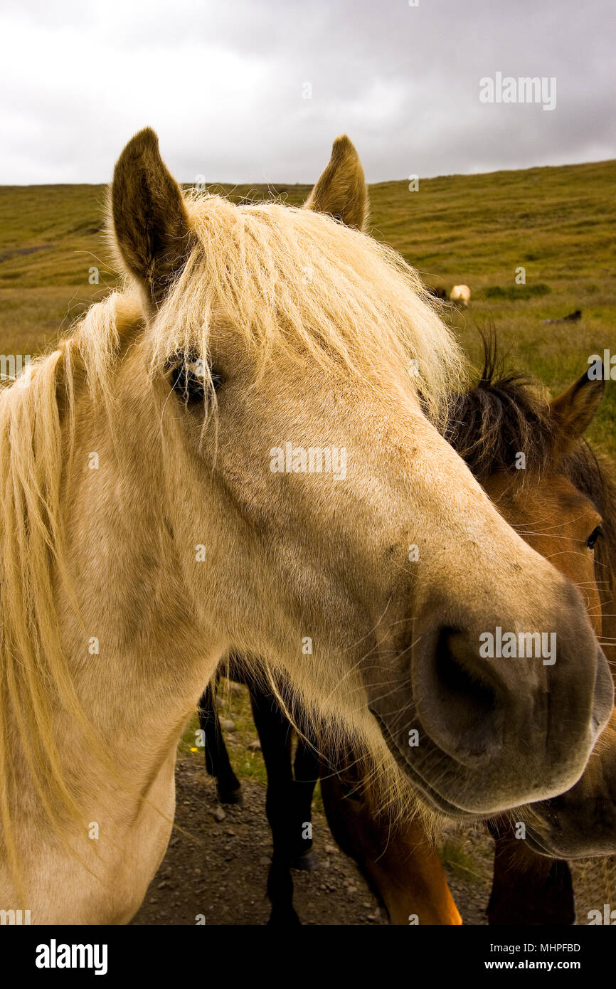 Horses in Iceland Stock Photo