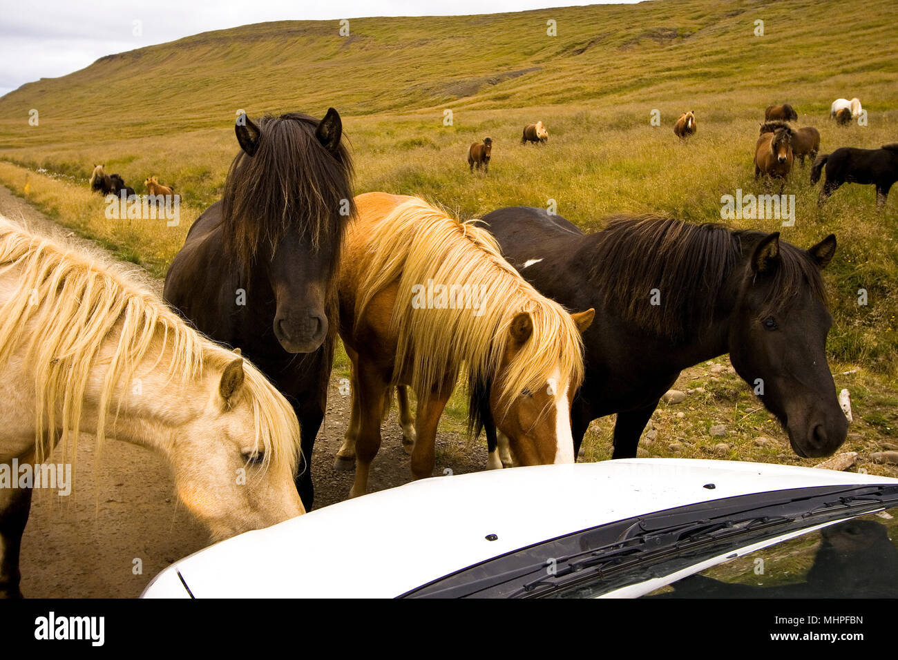 Horse attack car. Iceland Stock Photo
