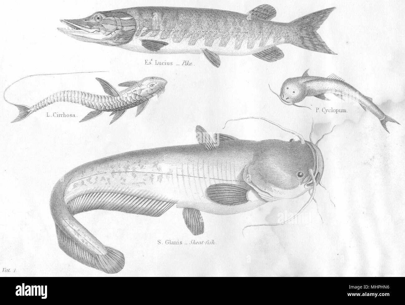 FISH.Abdominales Esox.Exocoetus-Silurus.Pimelodes Loricaria;Pike;Sheat 1880 Stock Photo