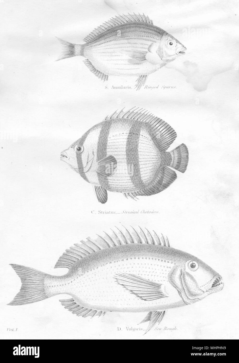 FISH. Acanthopterygii Sargus Dentex. Chaetodon; Sparus; Streaked Chetodon 1880 Stock Photo