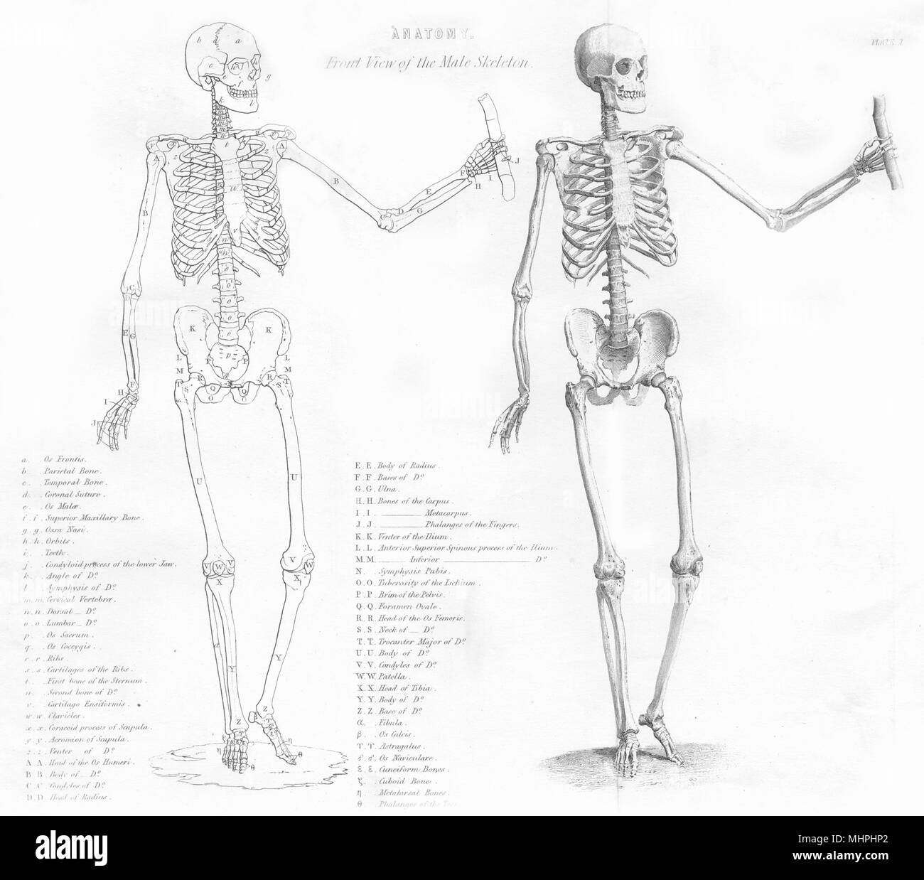 Male anatomy Black and White Stock Photos & Images - Alamy