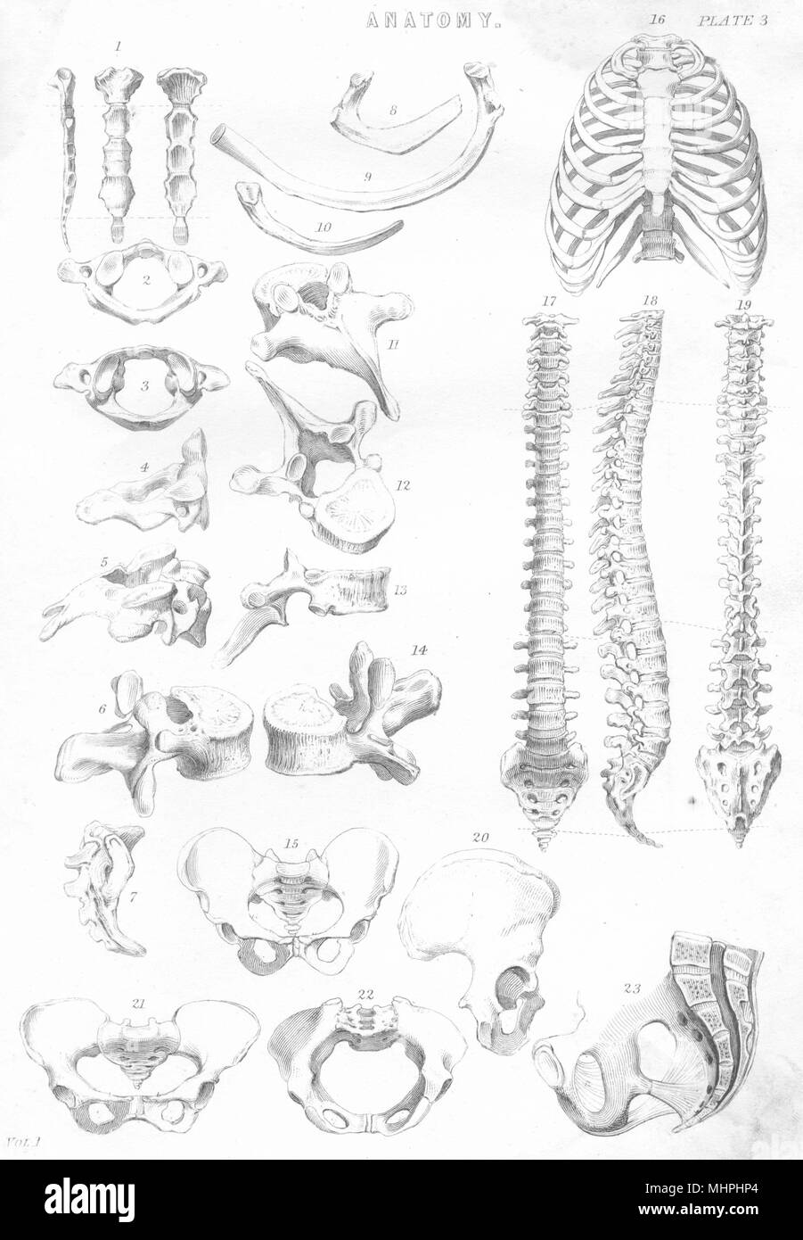 Vintage anatomy Black and White Stock Photos & Images - Alamy