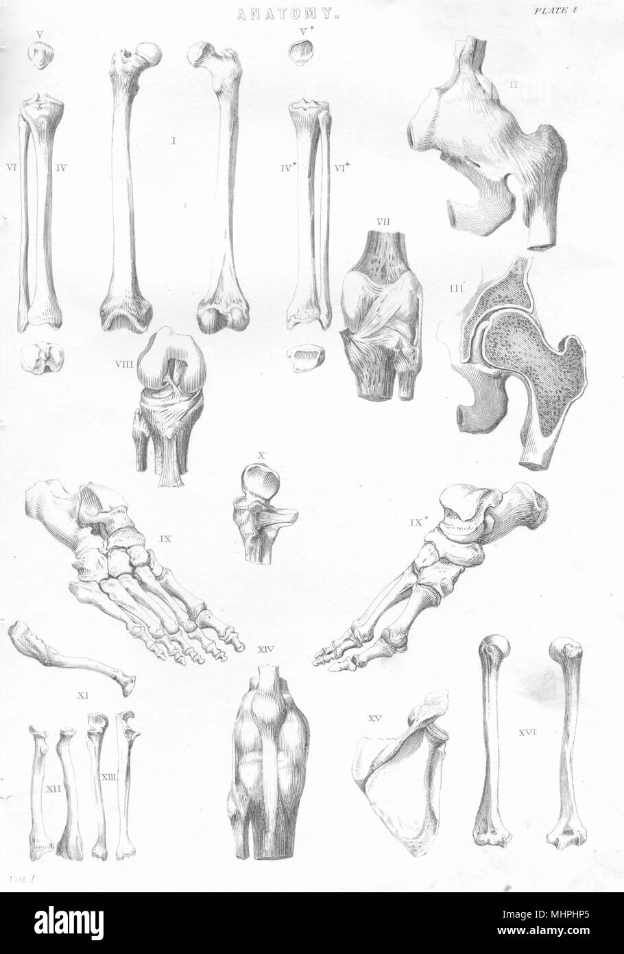 BIOLOGY. Anatomy (2) 1880 old antique vintage print picture Stock Photo ...