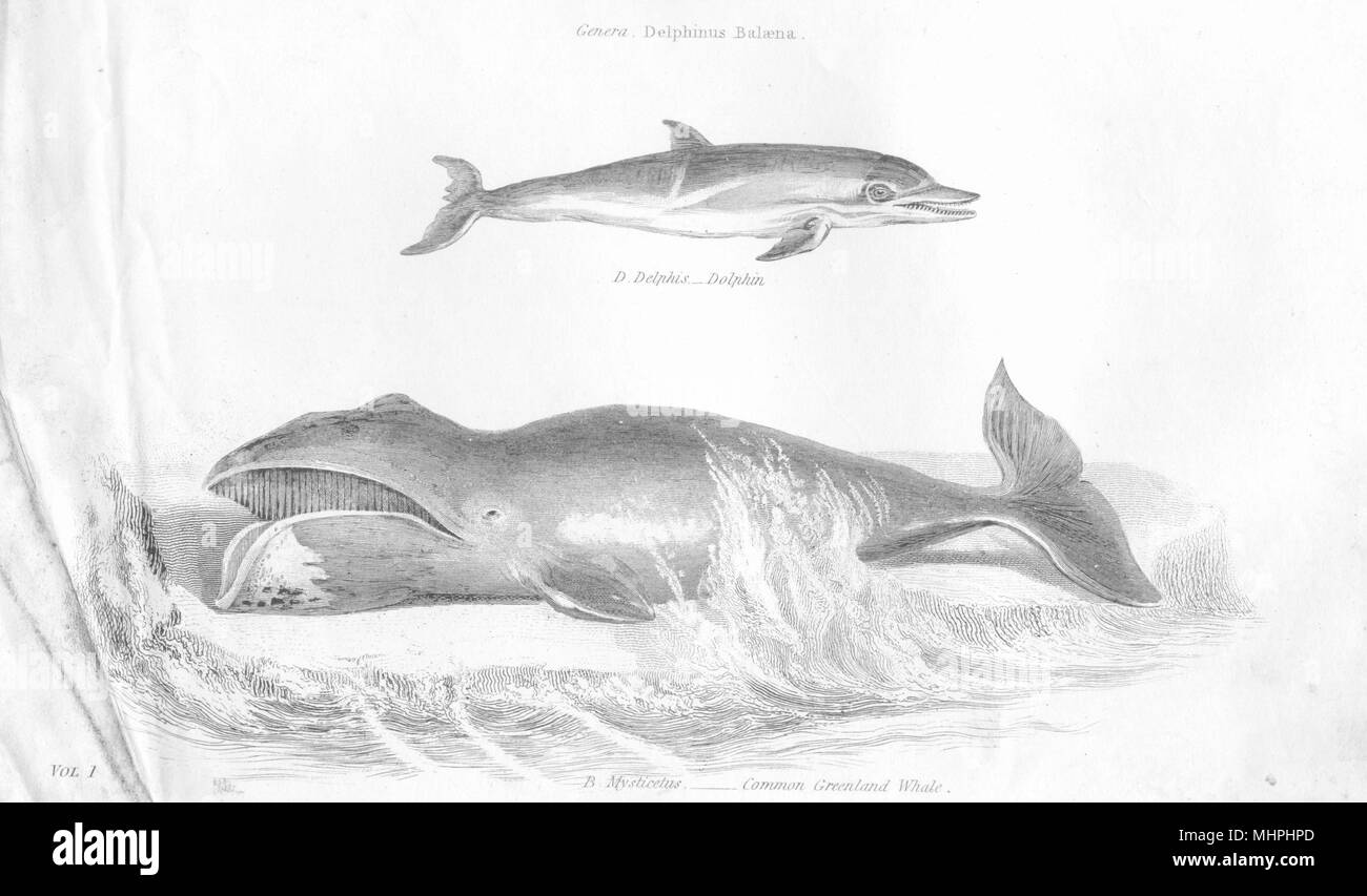 AQUATIC MAMMAL.Delphinus Balaena;Delphis-Dolphin;Mysticetus-Greenland Whale 1880 Stock Photo