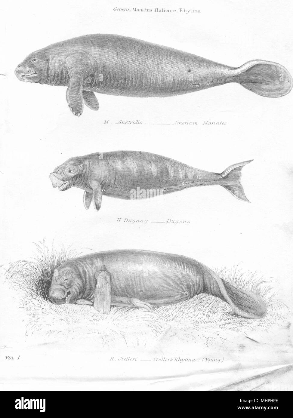AQUATIC MAMMALIA.Manatus Halicore,Rhytina;American Manatee;Dugong;Steller's 1880 Stock Photo