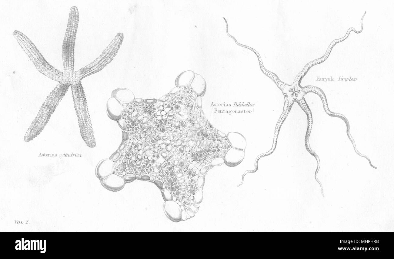SEA STARS.Asterias;Cylindrica;Pulchellus(Pentagonaster);Euryale Simplex 1880 Stock Photo