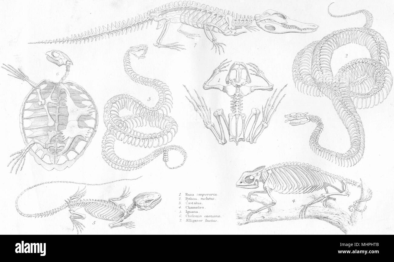 SKELETONS.Reptiles;Rana;Python;Crotalus;Chamaeleo;Iguana;Chelonia;Alligator 1880 Stock Photo
