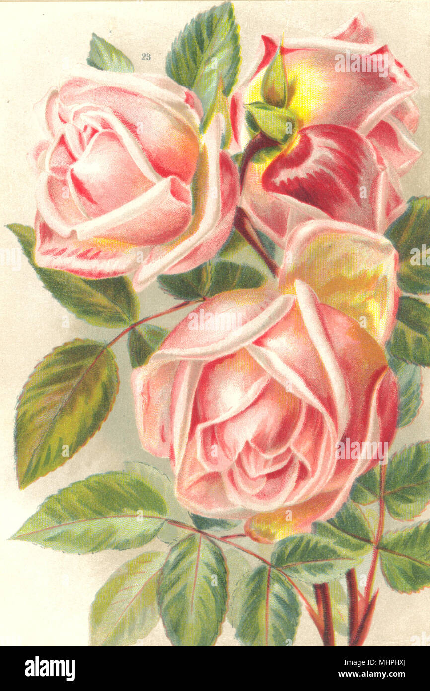 ROSES. Sunset 1903 old antique vintage print picture Stock Photo