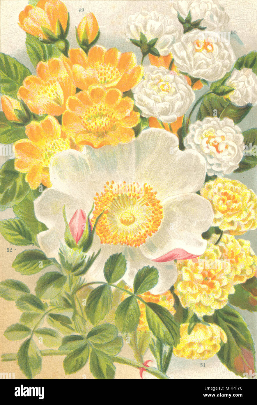 ROSES. Banksiae; Double White Banksian; Yellow; Macartney Rose 1903 old print Stock Photo