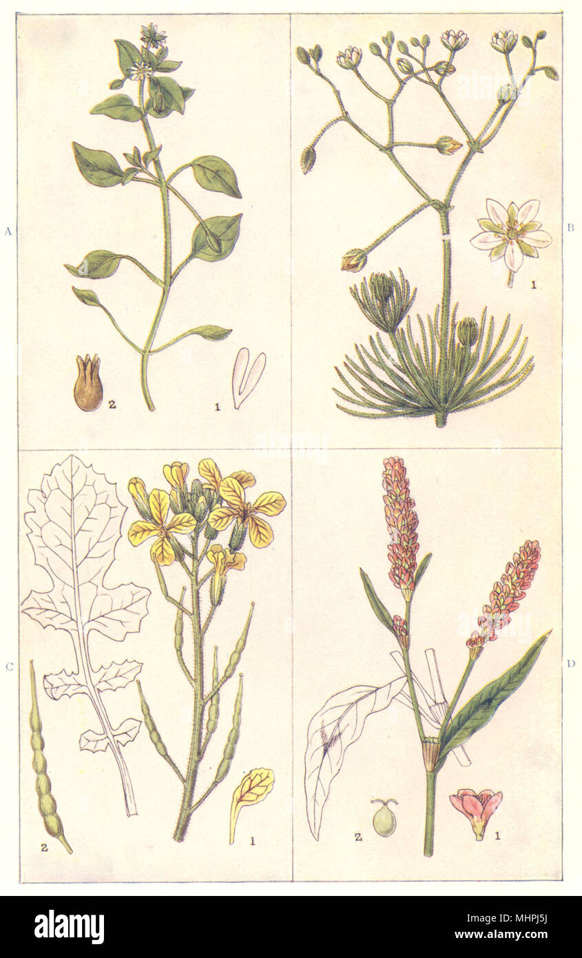 ARABLE WEEDS. Chickweed; Spurrey; Wild Radish or Runch; Redshank 1912 print Stock Photo