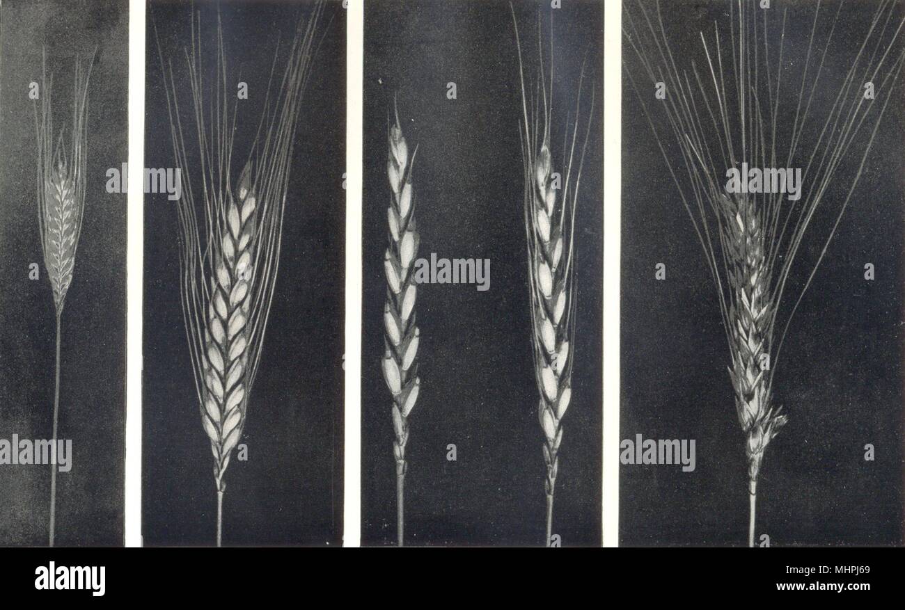 WHEAT.Small Spelt.Einkorn;Emmer;Cmn Spelt Wheats.Dinkel;Macaroni Wheat 1912 Stock Photo