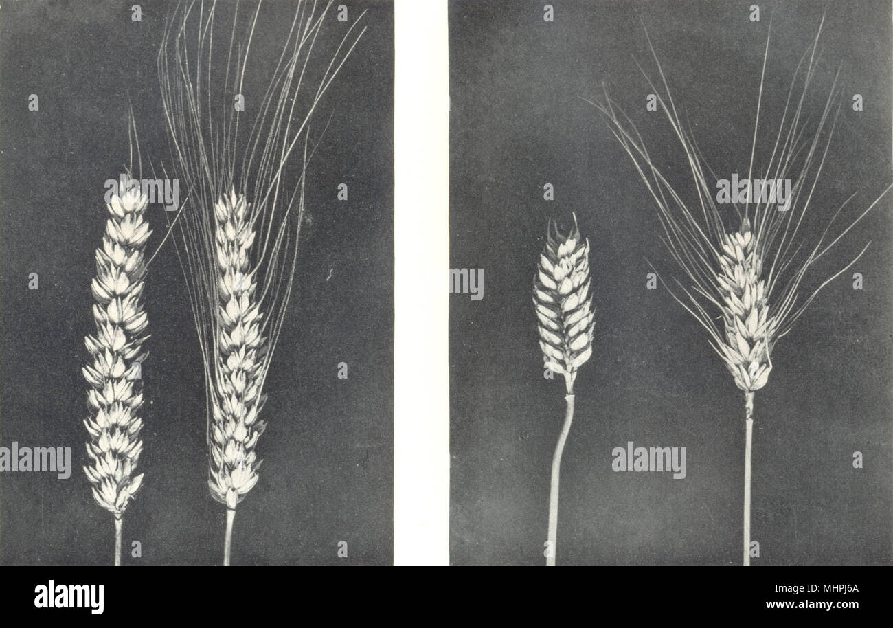 WHEAT. Rivet or Cone Wheats; Dwarf or Club Wheats 1912 old antique