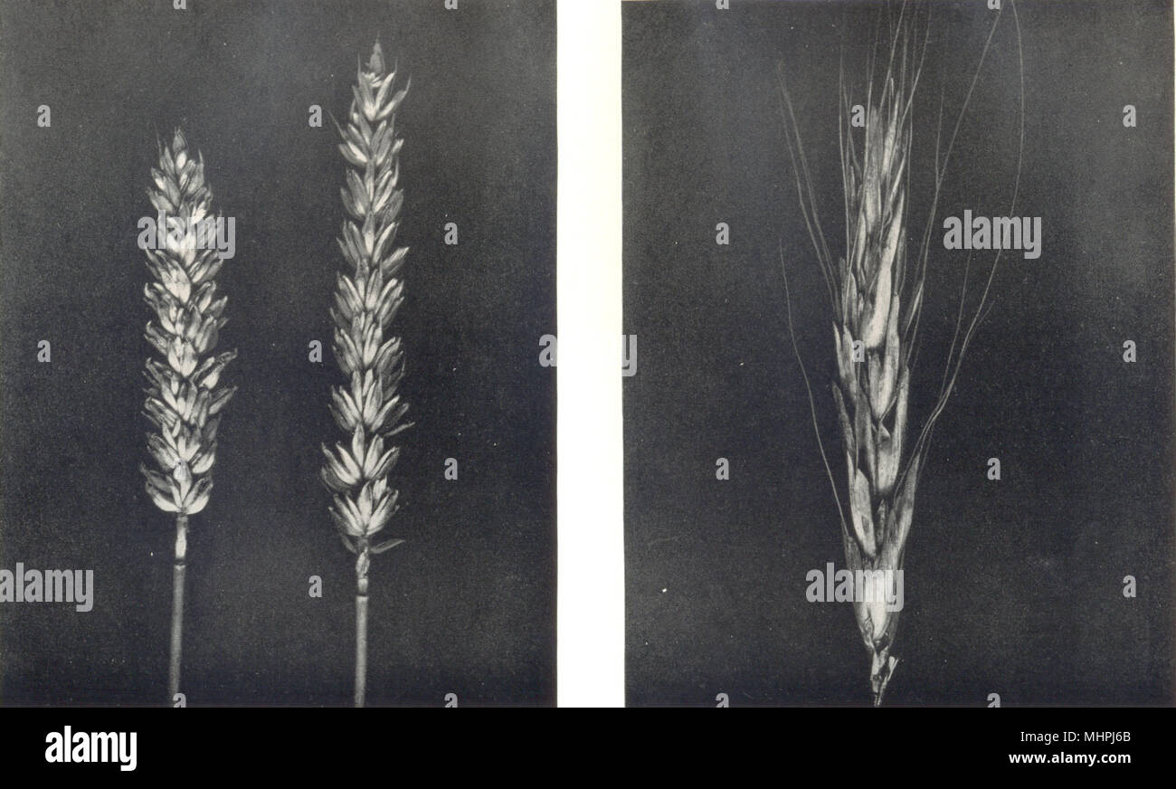 WHEAT.Cmn Wheat(Triticum vulgare,VIII);Polish Wheat(Triticum Polonicum,L) 1912 Stock Photo