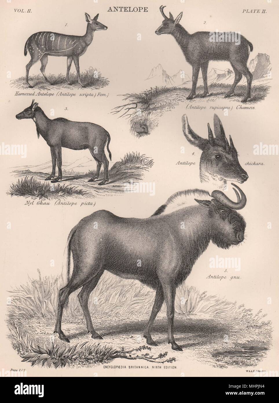 ANTELOPES. Harnessed Antelope. Chamois. Nyl Ghau. Gnu 1898 old antique print Stock Photo