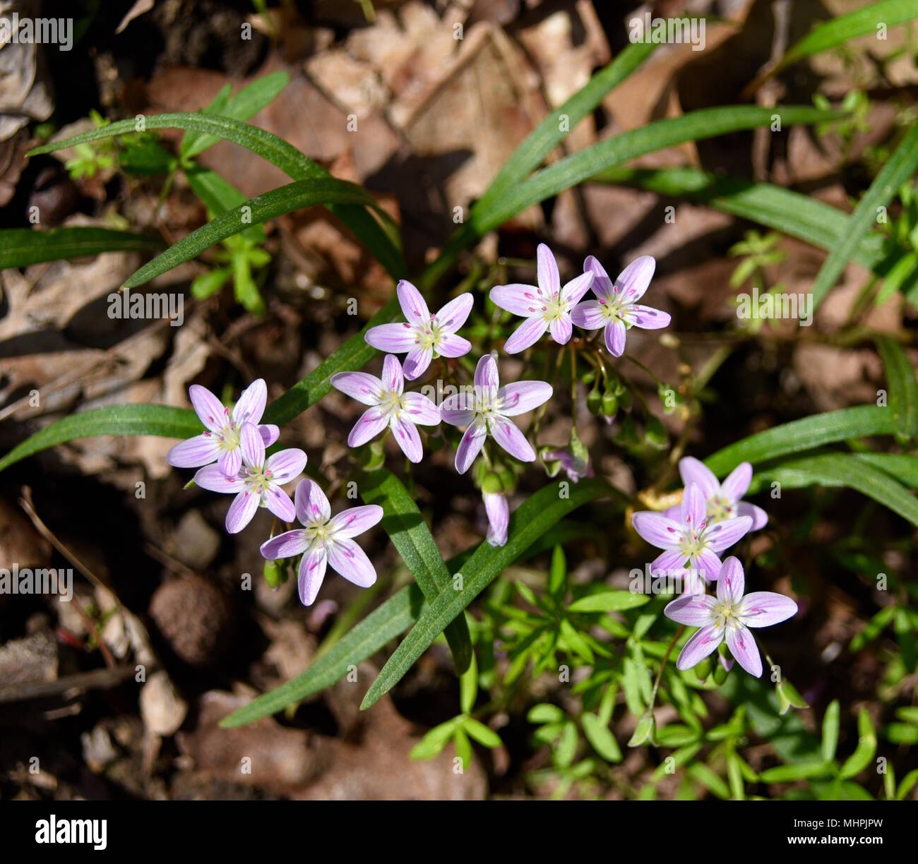 Dainty pink flowers and linear green leaves of spring beauty plants in a forest. Stock Photo