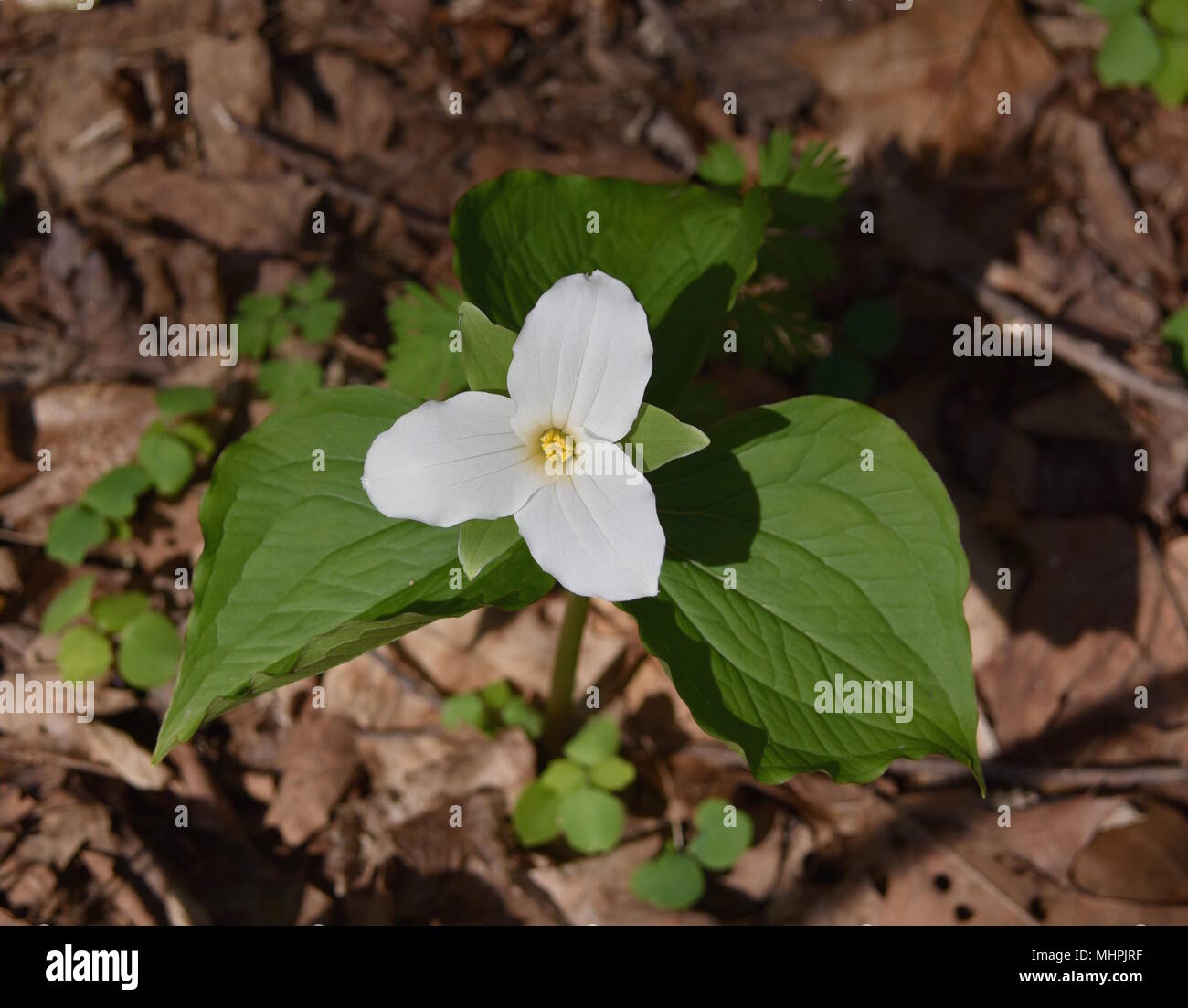 Large white trillium emerging in a spring forest. Stock Photo