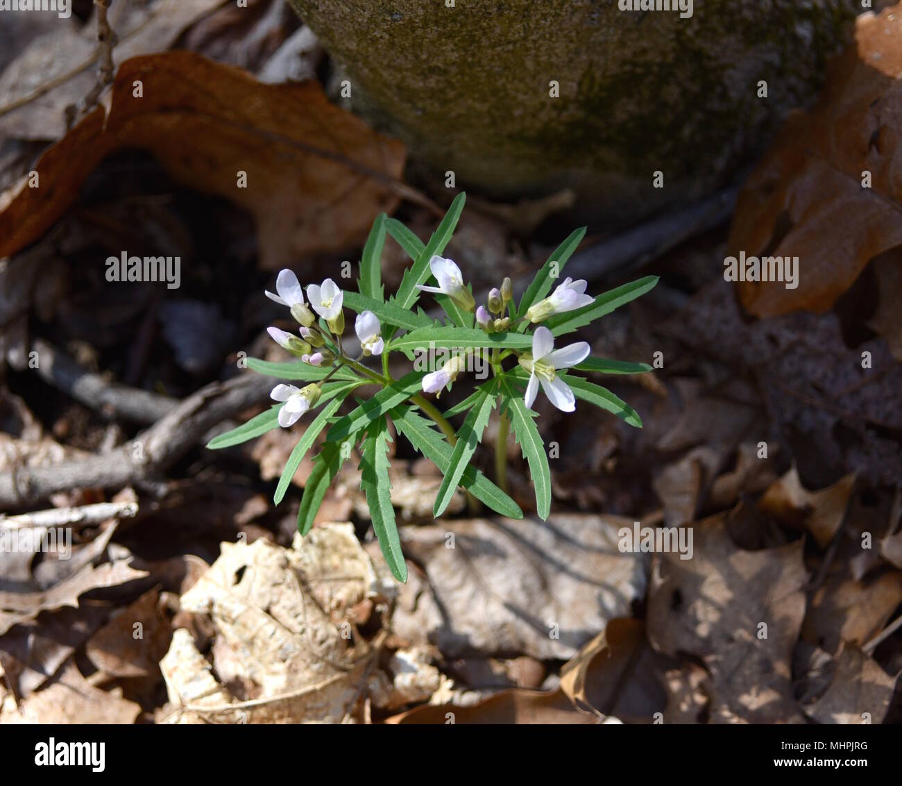 Pink flowers and green leaves of cutleaf toothwort in a spring forest. Stock Photo