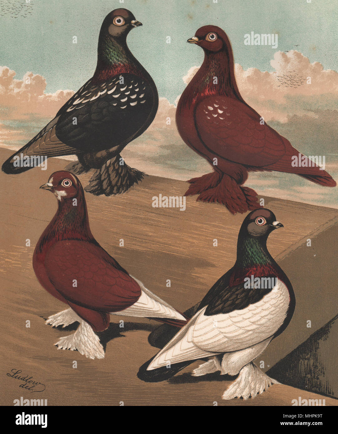 PIGEONS. Flying Tumblers; Black & Red Rose-Wing/Badge; Black Saddle 1880 print Stock Photo