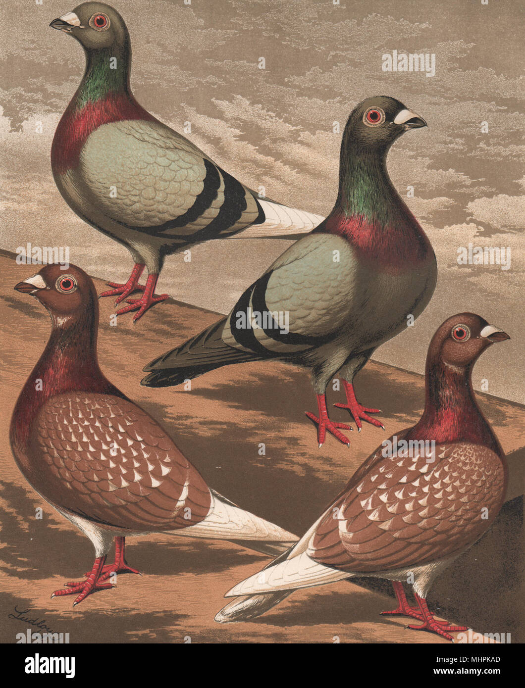 PIGEONS. Homing Pigeons. Antique chromolithograph 1880 old print Stock Photo