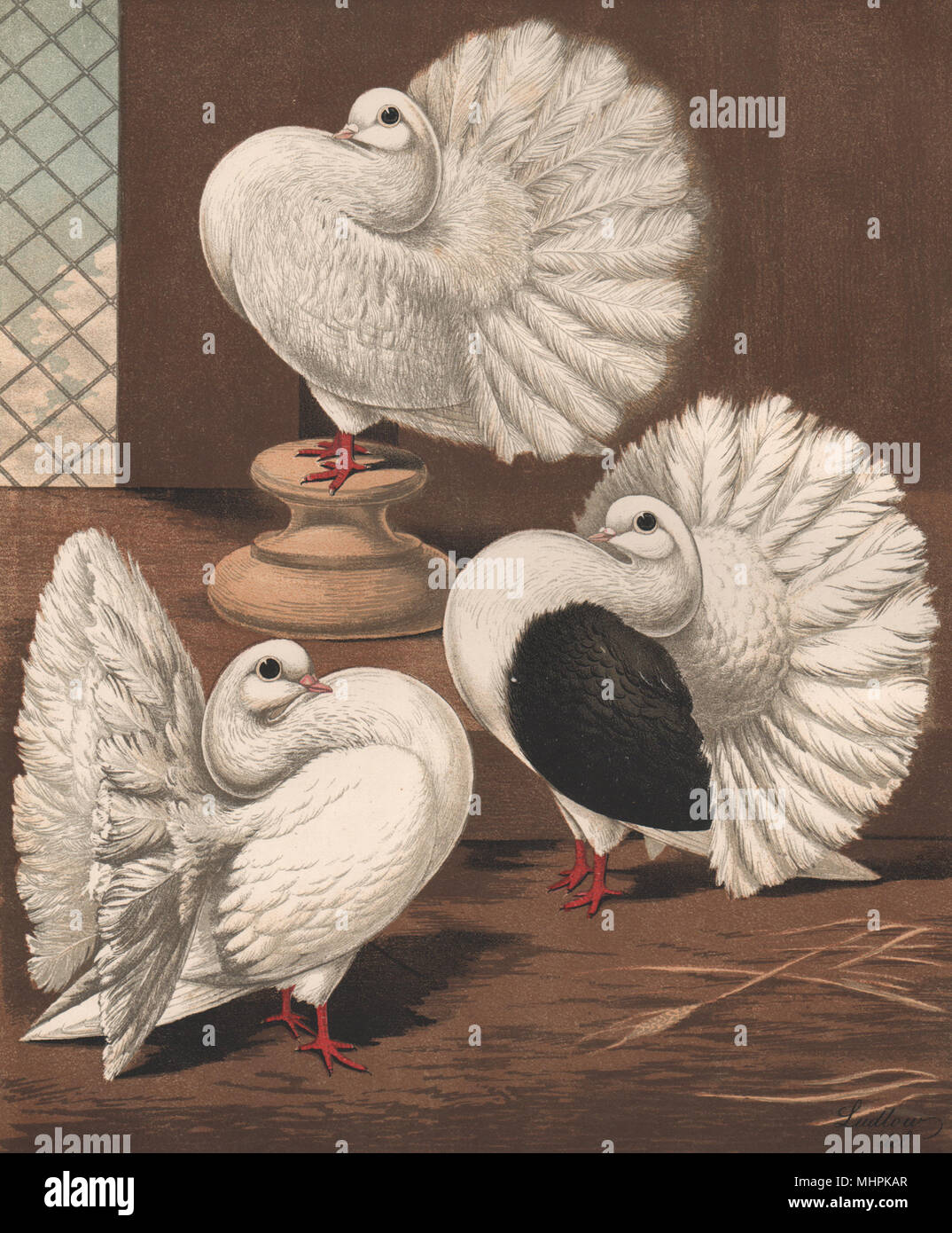 PIGEONS. Scotch Fantail/Broad-tailed Shaker; White Laced; Black Saddle Back 1880 Stock Photo