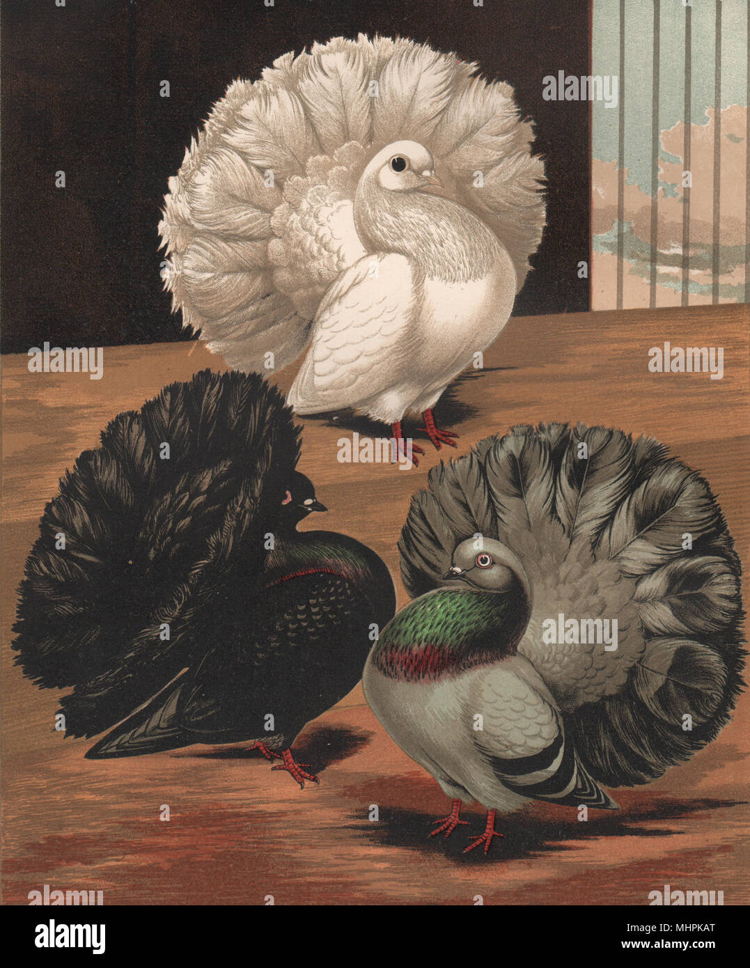 PIGEONS. English Fantails; Black; White; Blue. Antique chromolithograph 1880 Stock Photo