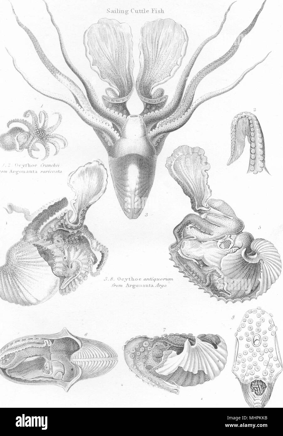 MOLLUSCS. Cephalopoda Sailing cuttle fish 1880 old antique print picture Stock Photo