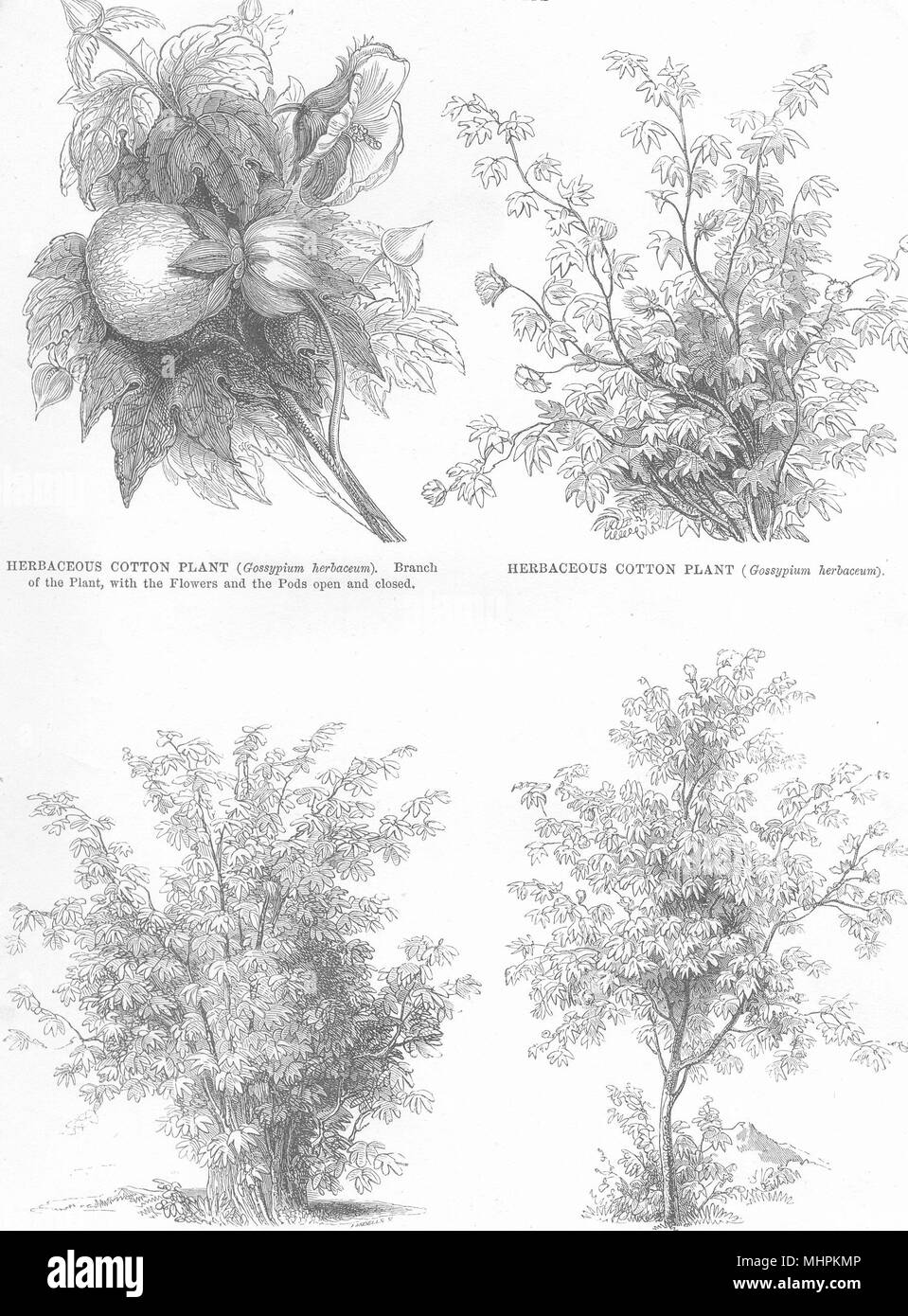 COTTON. Herbaceous cotton plant; Shrub cotton; Cotton Tree 1880 old print Stock Photo