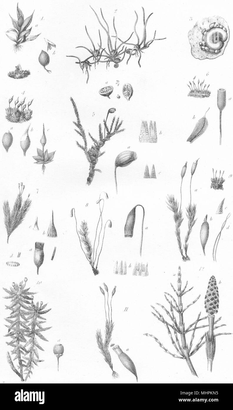 PLANTS. Cryptogamia (1) 1880 old antique vintage print picture Stock ...