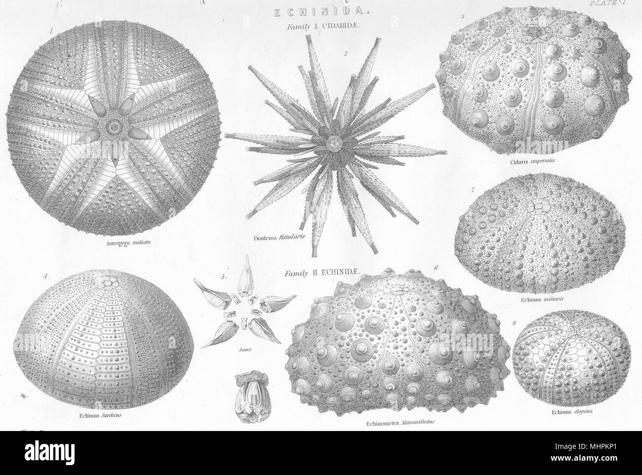 ECHINOIDEA.Cidaridae.Astropyga radiata;Cidaris imperialis;Echinus miliaris 1880 Stock Photo