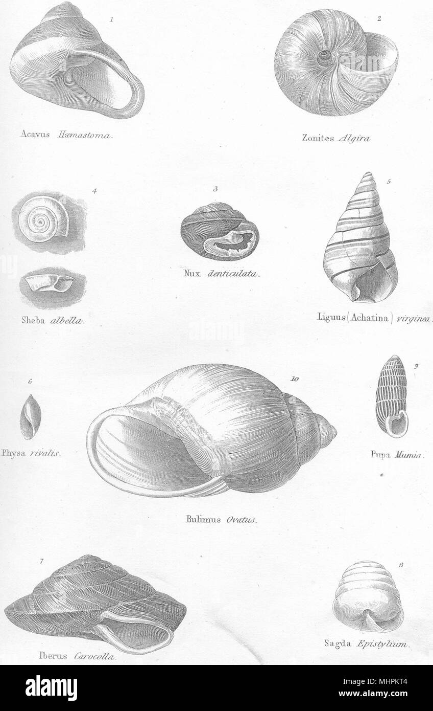 HELIX. Acavus Haemastoma. Zonites Algira; Nux Denticulata. Sheba albella 1880 Stock Photo