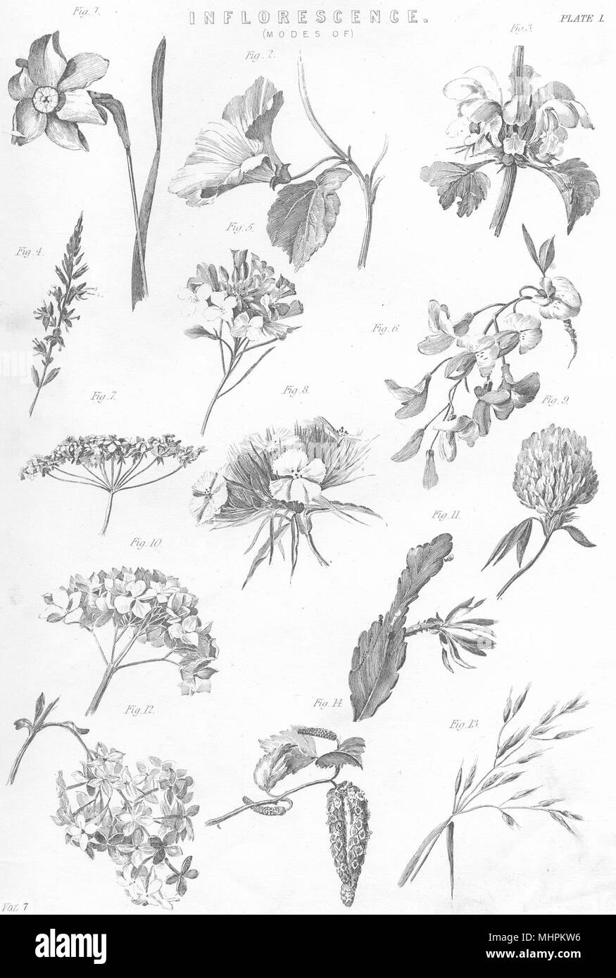 FLOWERS. Inflorescence (1)  1880 old antique vintage print picture Stock Photo