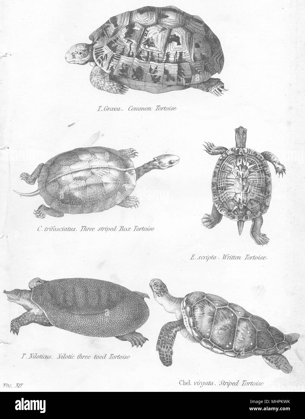 TORTOISES. Common; 3 striped box; Written; Nilotic 3 toed;  1880 old print Stock Photo