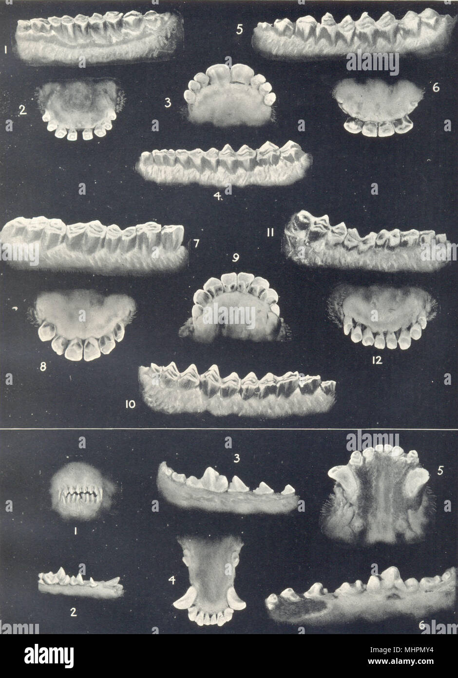AGE OF SHEEP & DOGS. Dentition. Molars and incisors at various ages 1912 print Stock Photo