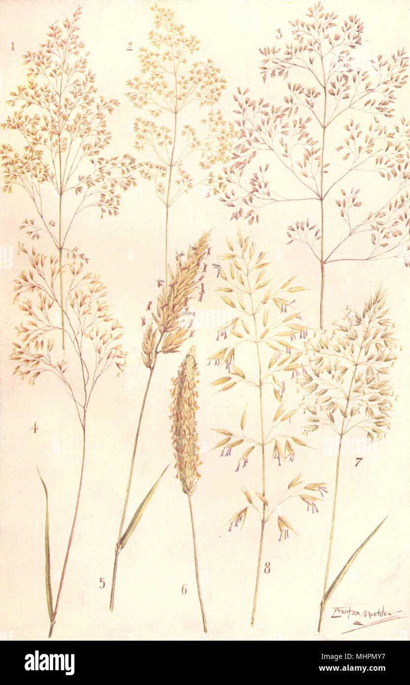 GRASSES.Common,Fiorin;Tufted,Wavy Hair;Vernal;Foxtail;Golden,Tall Oat Grass 1912 Stock Photo
